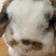 ゆゆの画像