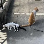 アバちゃんの画像