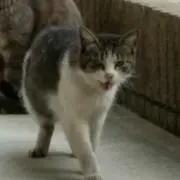 たまおの画像