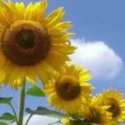 Dandelion5の画像