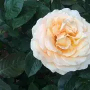 pom即購入ok!の画像