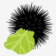 ピィの画像