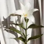 09の画像