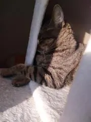 Aniraの画像