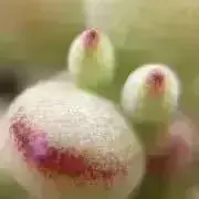 まー豆まーめ/プロフ必読願いますの画像