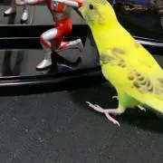キチ僧の画像