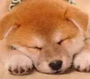 きなこもちの画像