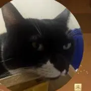 ハモチの画像