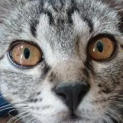 ぽんちゃんの画像