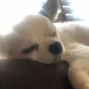sehの画像