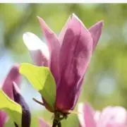 もくれんの画像