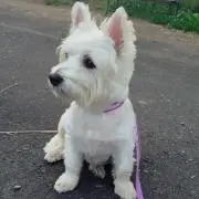 westie大好き