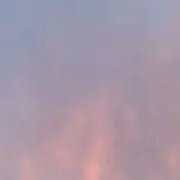 樺の画像