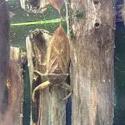 あおの画像