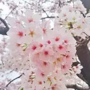 momontaの画像