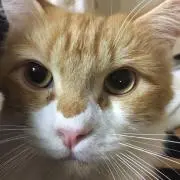 ココリーノの画像