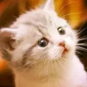 ほむら