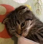 しじみの画像