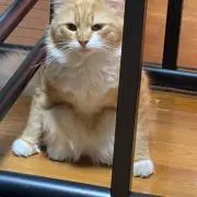 yoshi18take24の画像
