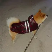 たまごRの画像