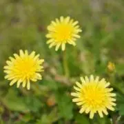 sの画像