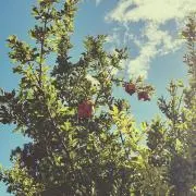 nattoの画像