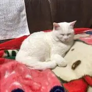 よしにゃんの画像
