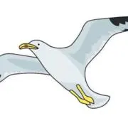 渡り鳥の画像