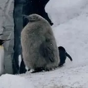 ルヒの画像