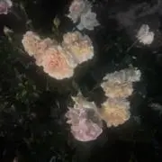 横山いこの画像