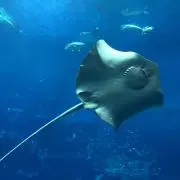 まめの画像