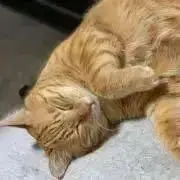 チョコココの画像