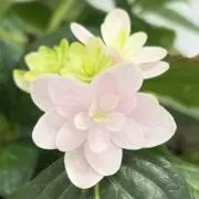 さくら※ お値下げは『値下げ依頼』での画像