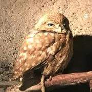 まっかっか