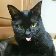 たまたろの画像