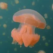 ゆまりの画像