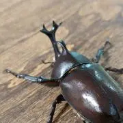 ぽんこつの画像
