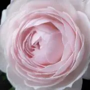 tianaの画像