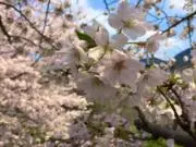 ひなの
