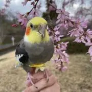 なおの画像