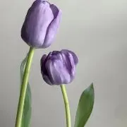 vous
