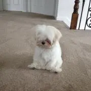 おるむ 値下げ⭕️の画像