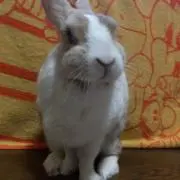 おーちゃんの画像