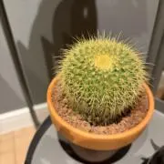 アーサーの画像