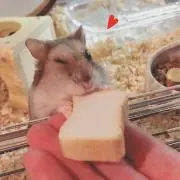 りんりんの画像