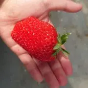 たこの画像