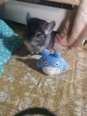 とんかつくんの画像