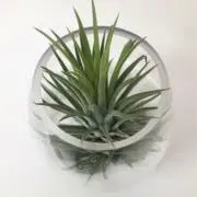 뮤の画像