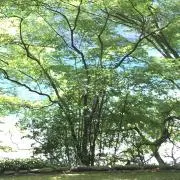 aoisora