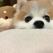 ヨキ